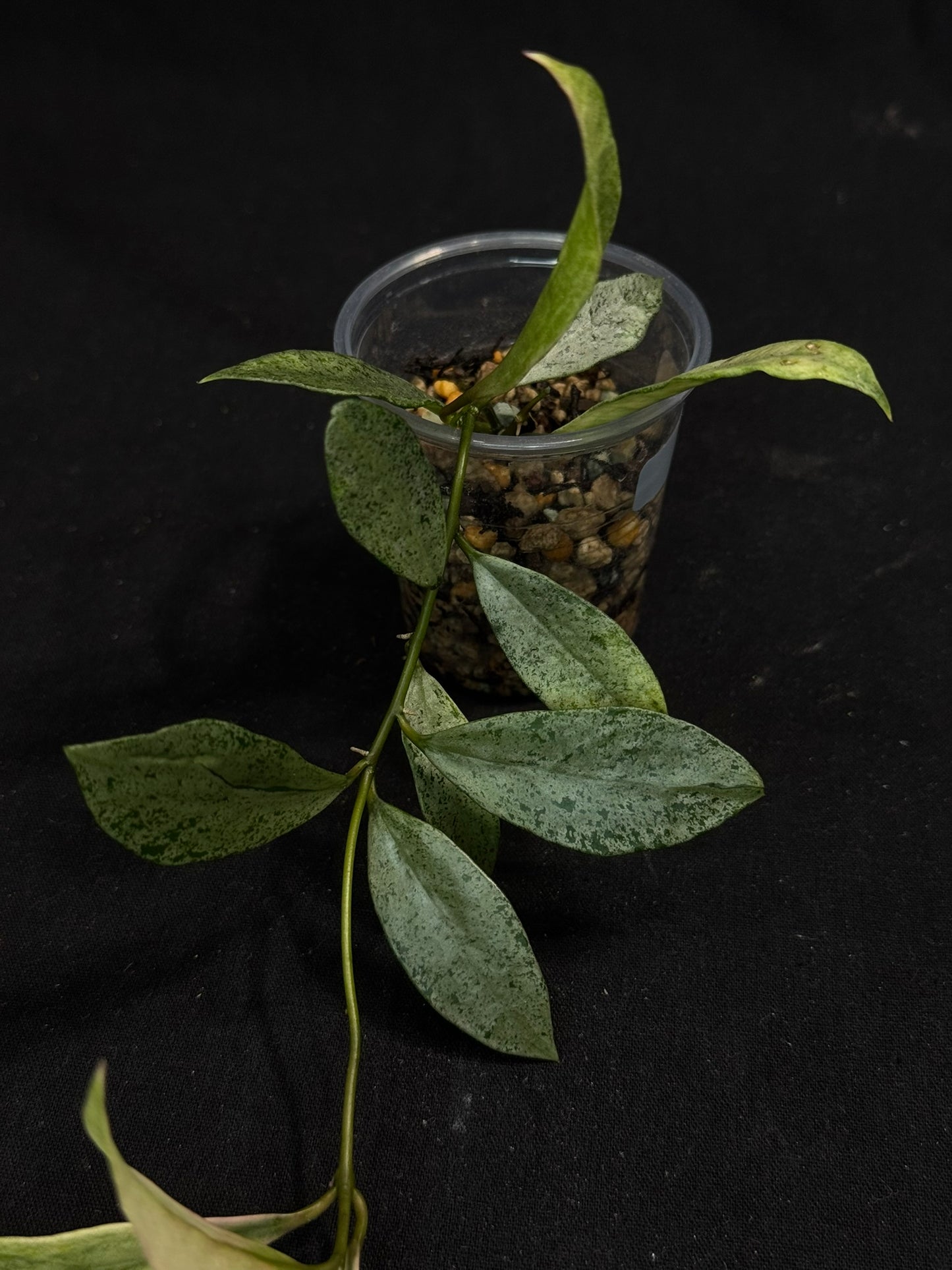 Hoya lacunosa winter pandora (#A3), special