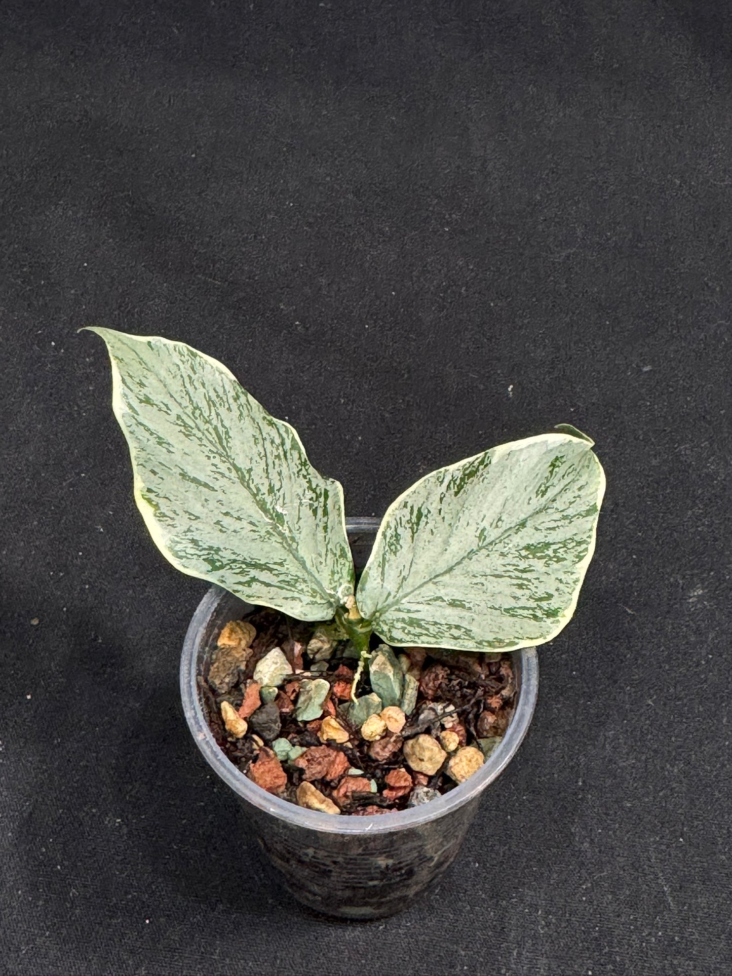 UNICORN🦄! Hoya Polyneura Jasminka Silver, stable albo silver, super rare (Upgrade Shipping is suggested)