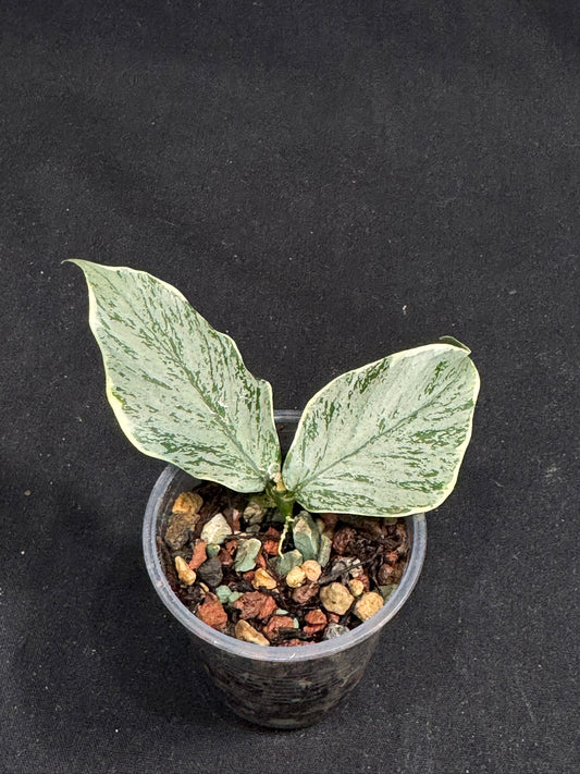 UNICORN🦄! Hoya Polyneura Jasminka Silver, stable albo silver, super rare (Upgrade Shipping is suggested)