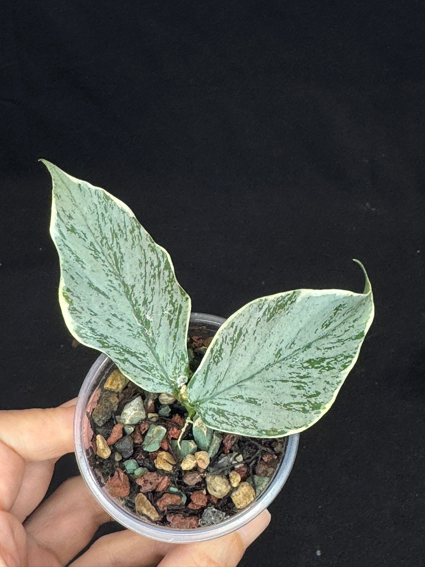 UNICORN🦄! Hoya Polyneura Jasminka Silver, stable albo silver, super rare (Upgrade Shipping is suggested)