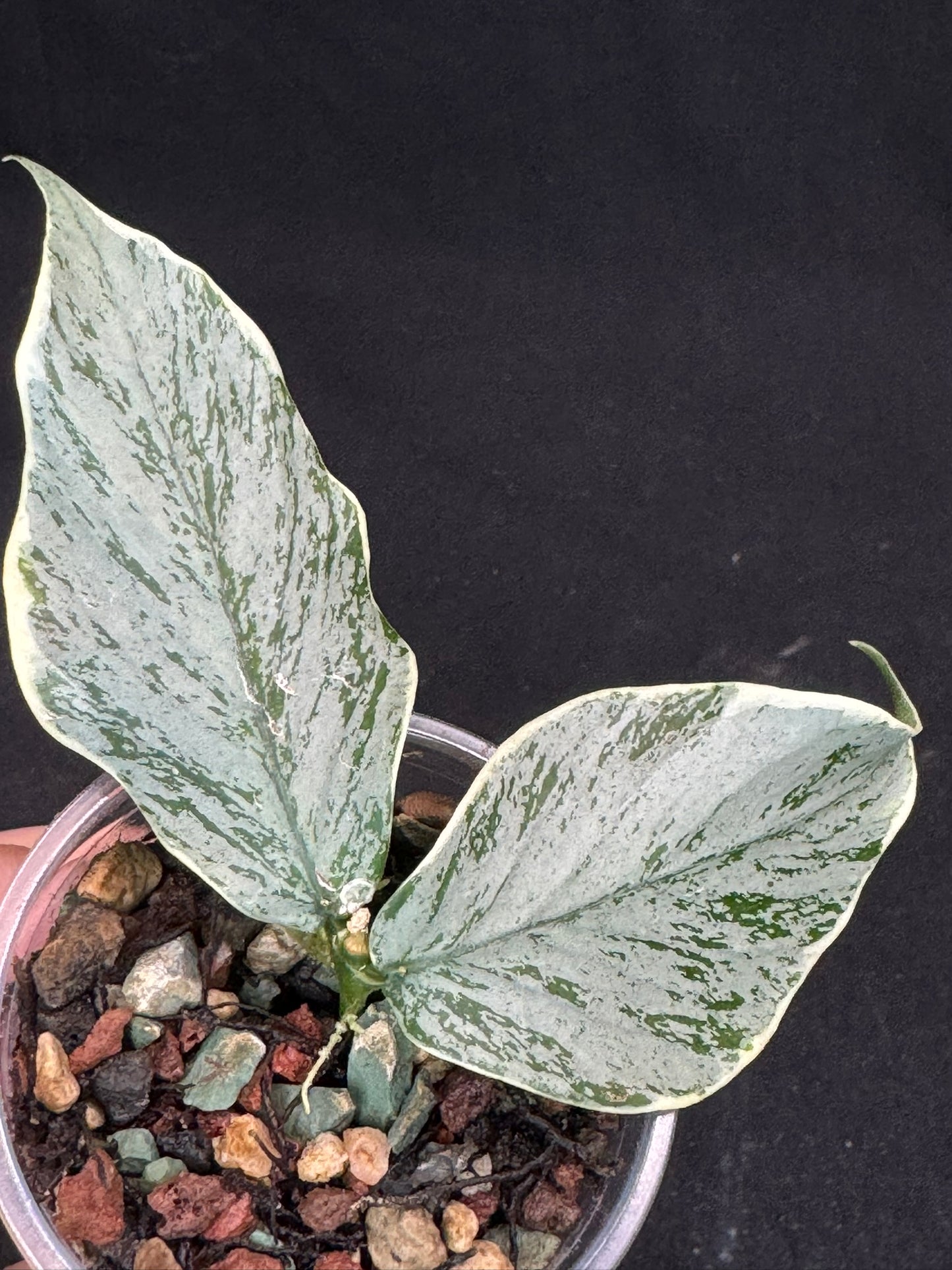UNICORN🦄! Hoya Polyneura Jasminka Silver, stable albo silver, super rare (Upgrade Shipping is suggested)