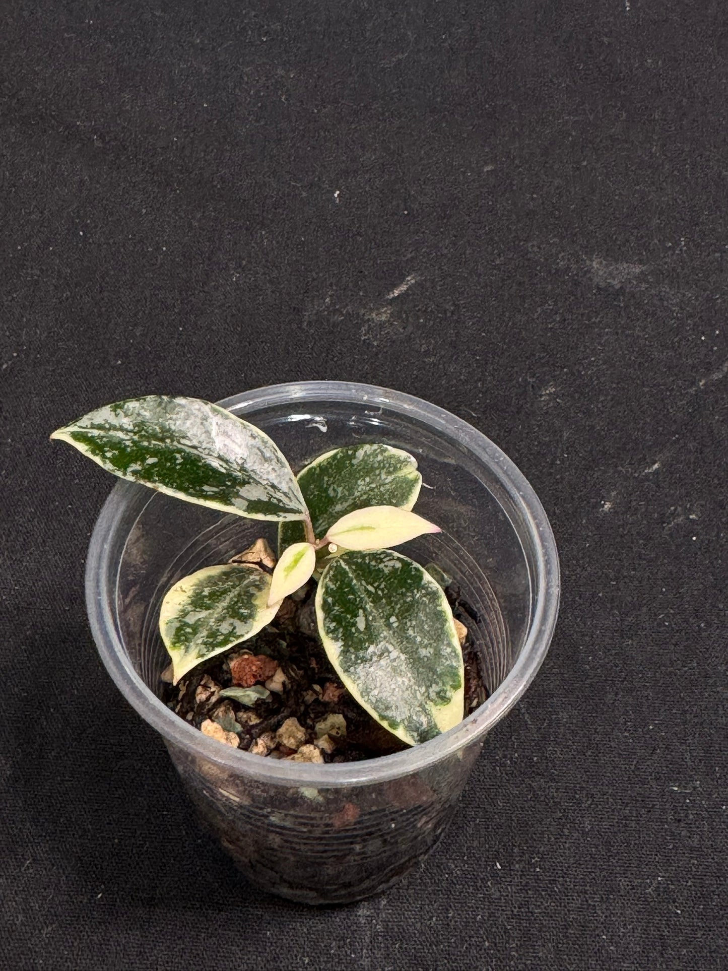 UNICORN🦄! Hoya lacunosa lumina princess, super rare (Upgrade Shipping is suggested)