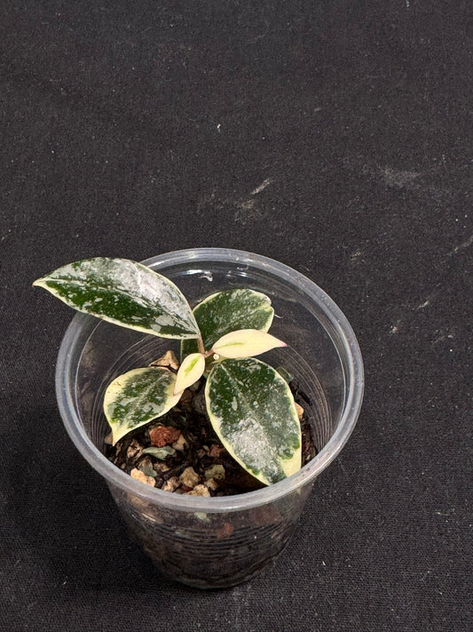 UNICORN🦄! Hoya lacunosa lumina princess, super rare (Upgrade Shipping is suggested)