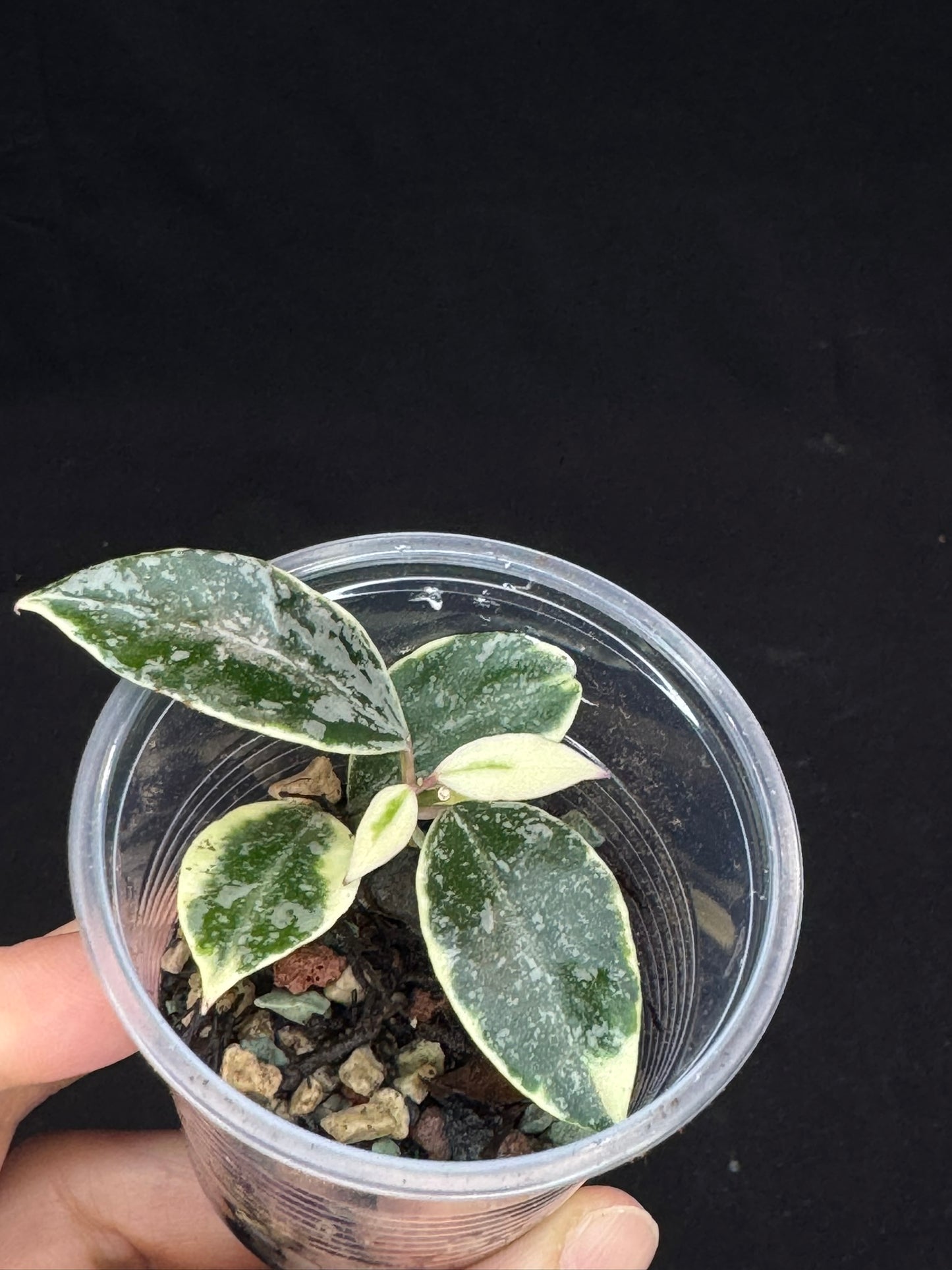 UNICORN🦄! Hoya lacunosa lumina princess, super rare (Upgrade Shipping is suggested)