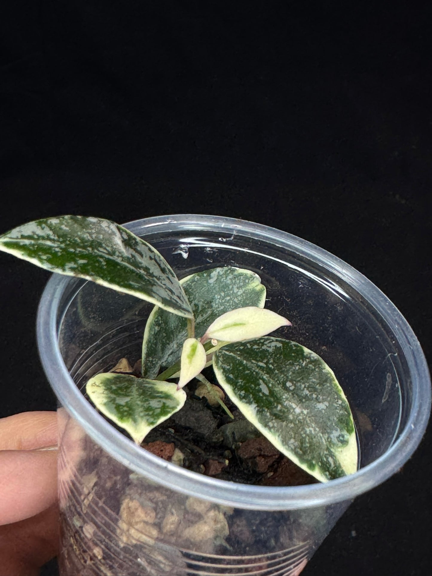 UNICORN🦄! Hoya lacunosa lumina princess, super rare (Upgrade Shipping is suggested)