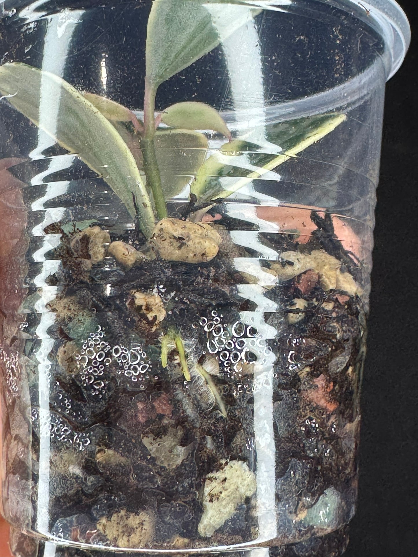 UNICORN🦄! Hoya lacunosa lumina princess, super rare (Upgrade Shipping is suggested)
