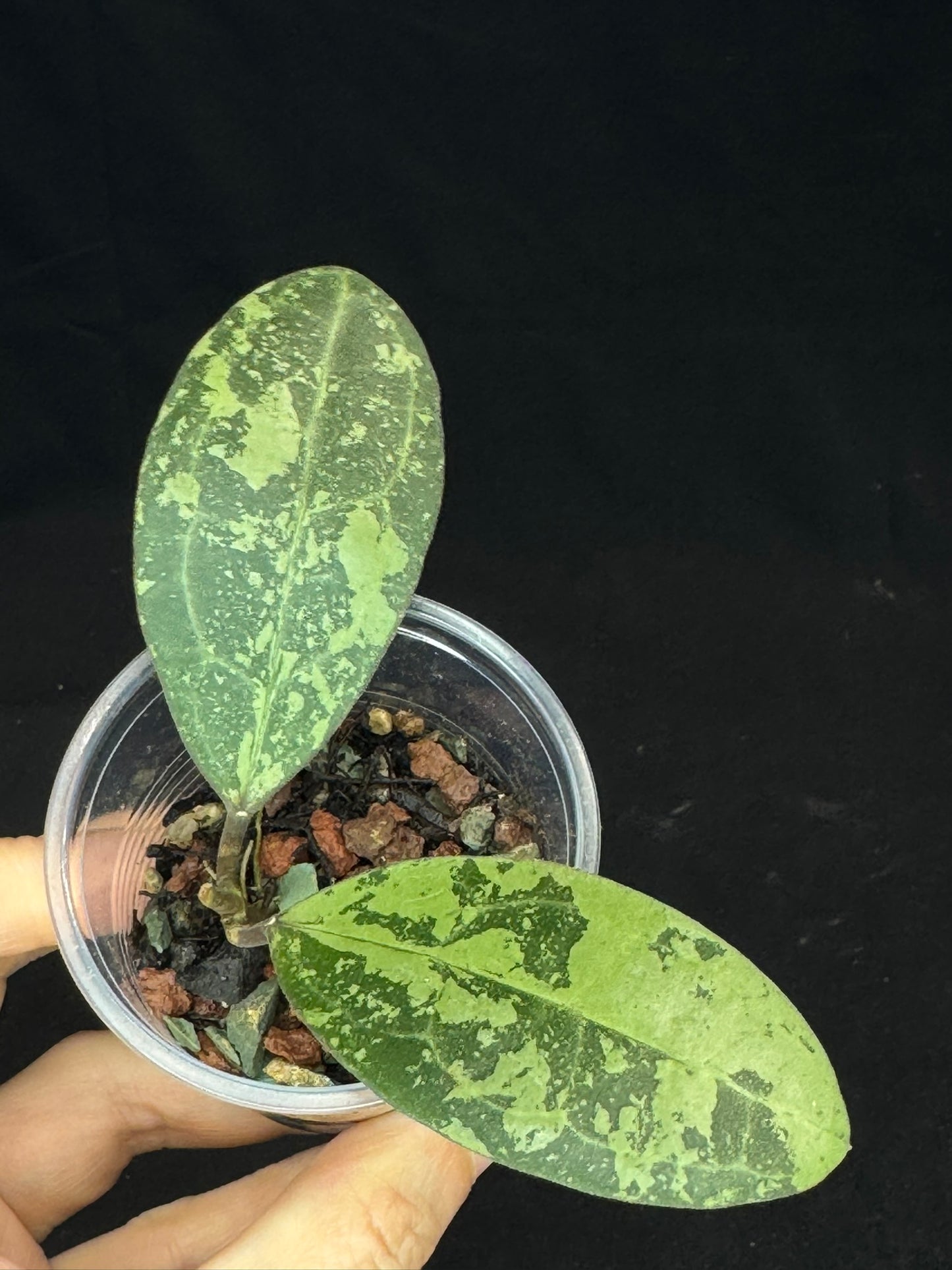 UNICORN🦄! Hoya  elliptica silver, super rare (Upgrade Shipping is suggested)