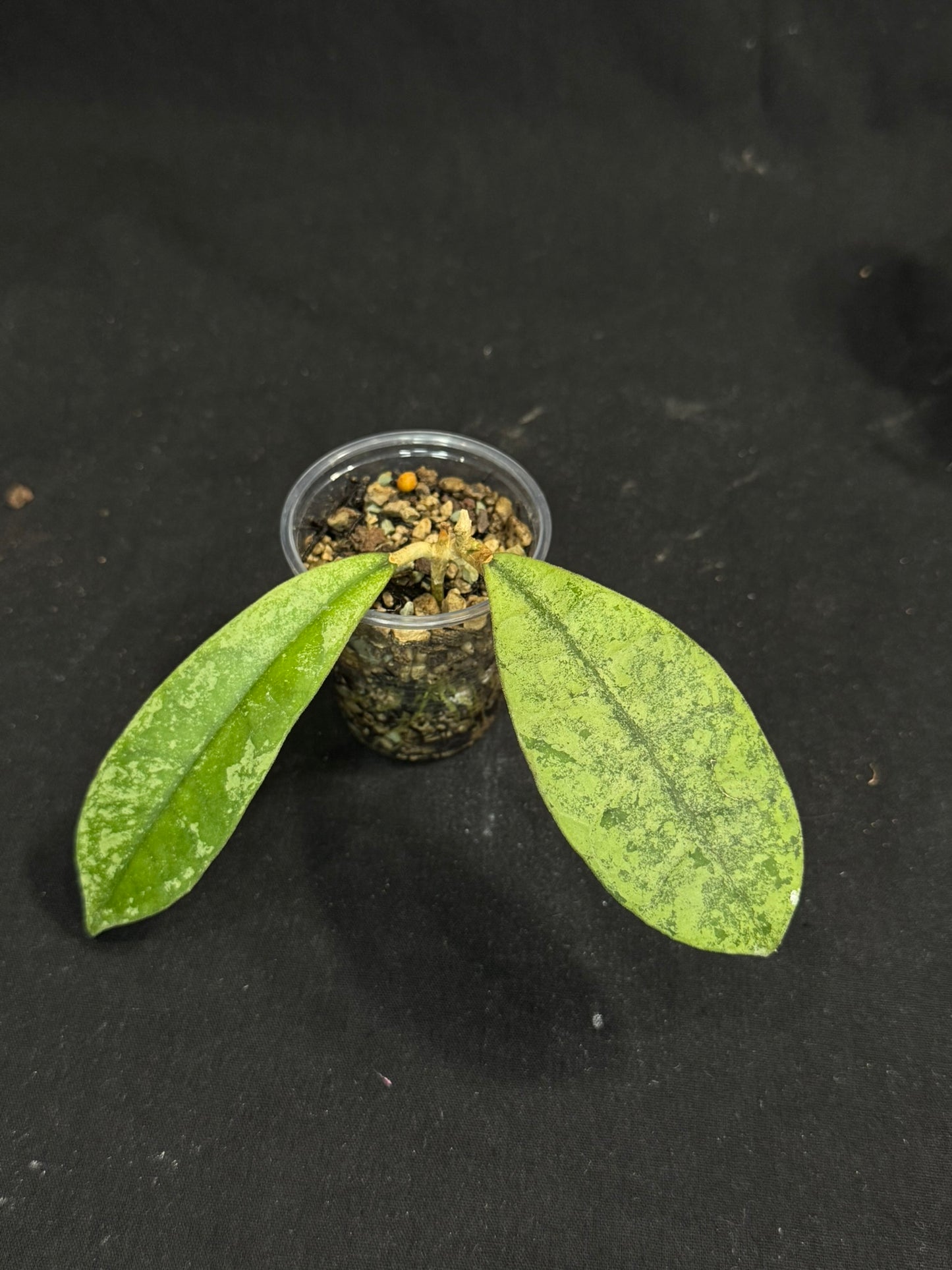 Hoya SLM-04 Silver Borneo, silvery/splashy foliage