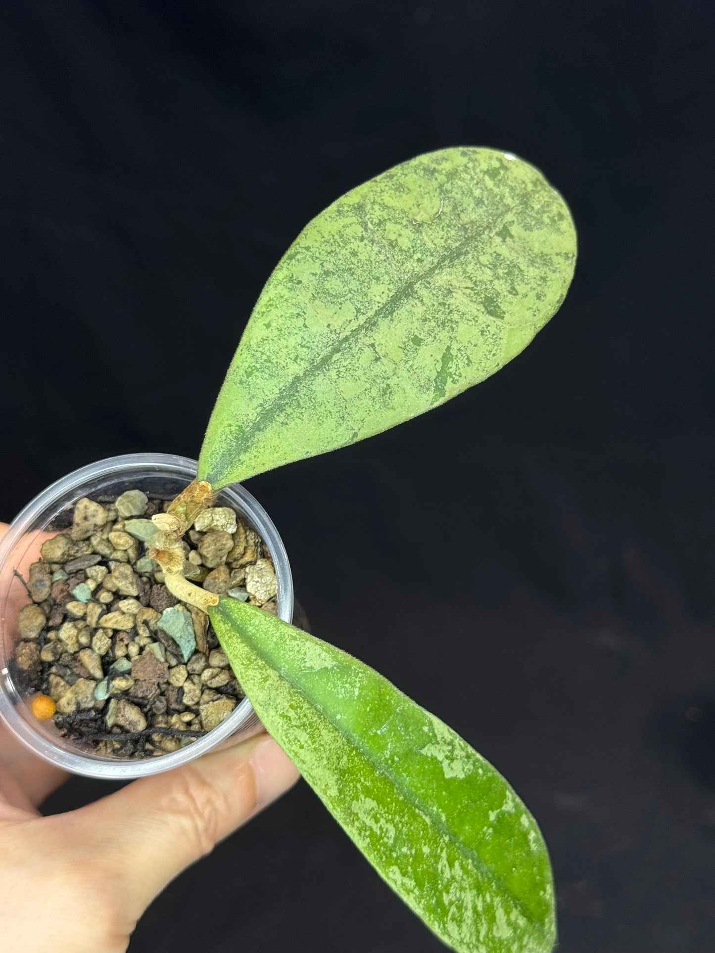 Hoya SLM-04 Silver Borneo, silvery/splashy foliage