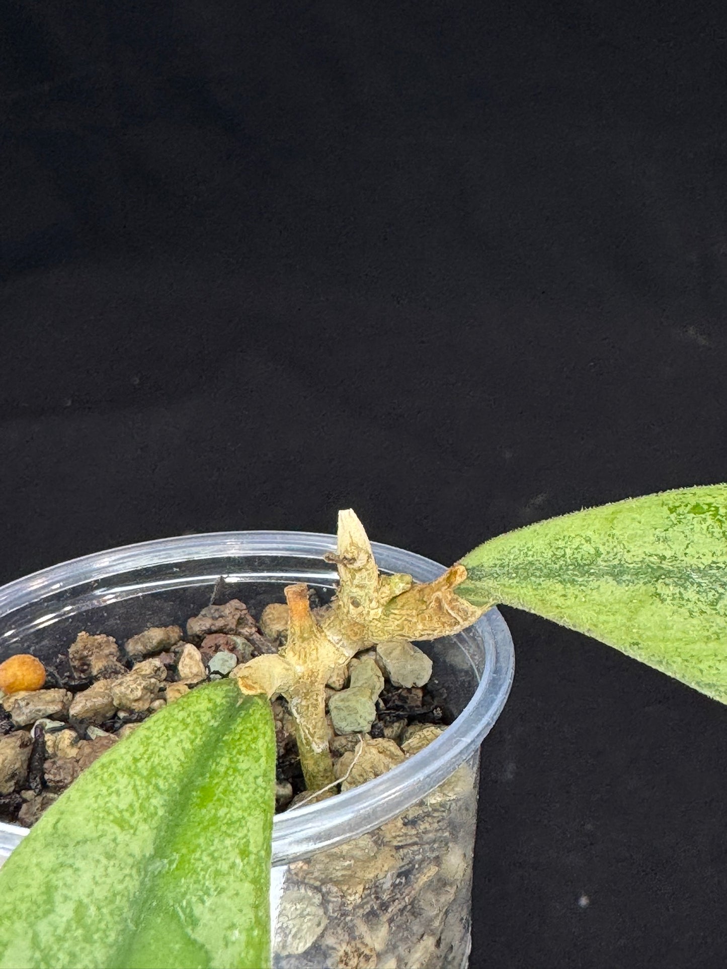 Hoya SLM-04 Silver Borneo, silvery/splashy foliage
