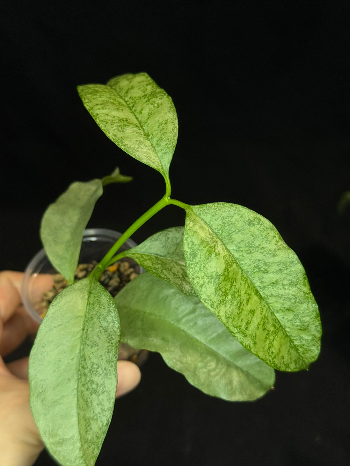 Hoya multiflora silver 'Wonder Phil', silver leaves, active growth, well-rooted
