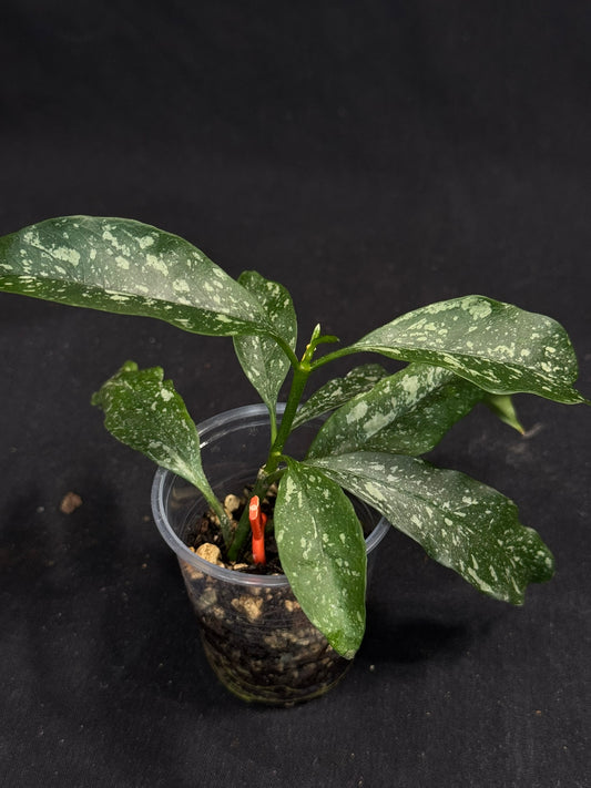 Hoya occultata splash, splashy leaves, active growth, frequent bloomer, well-rooted