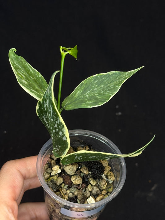 Hoya polyneura Jasminka (albo+splash) #2, rare and beautiful variegation and splash