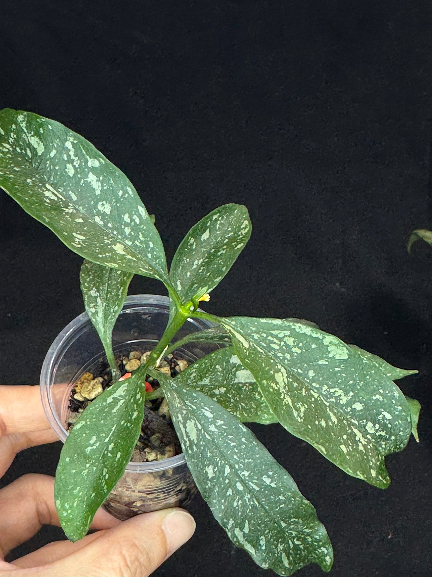 Hoya occultata splash, splashy leaves, active growth, frequent bloomer, well-rooted