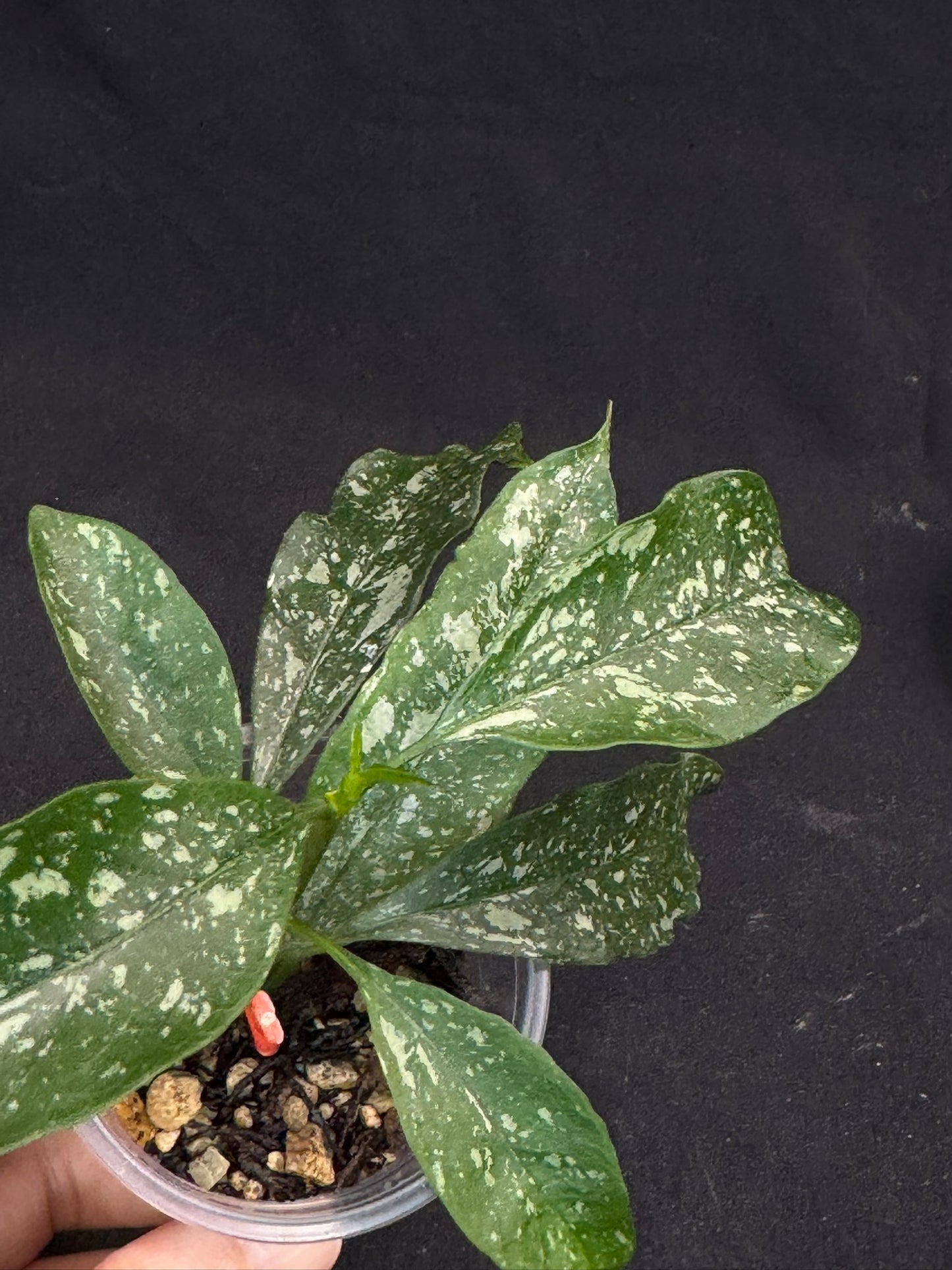 Hoya occultata splash, splashy leaves, active growth, frequent bloomer, well-rooted