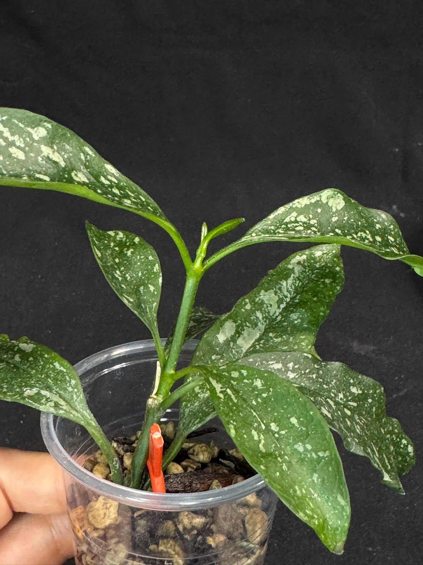 Hoya occultata splash, splashy leaves, active growth, frequent bloomer, well-rooted