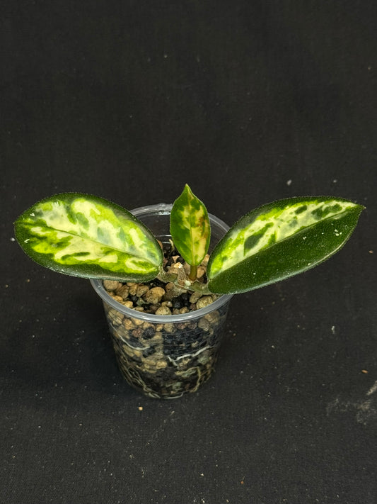 UNICORN🦄! Hoya carnosa 'Madara Green Edge', nice variegation with growth