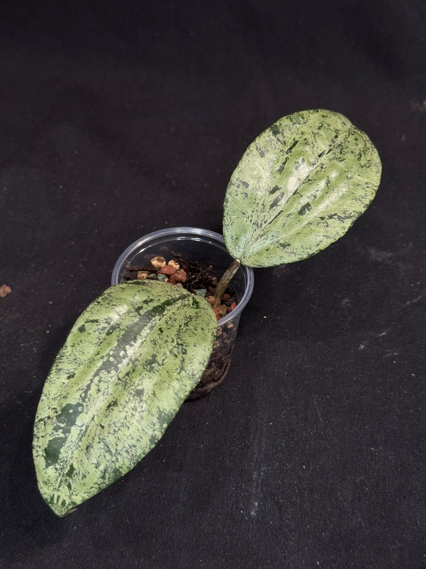 UNICORN🦄! Hoya latifolia ‘MRH’, nice silvery leaves, rare
