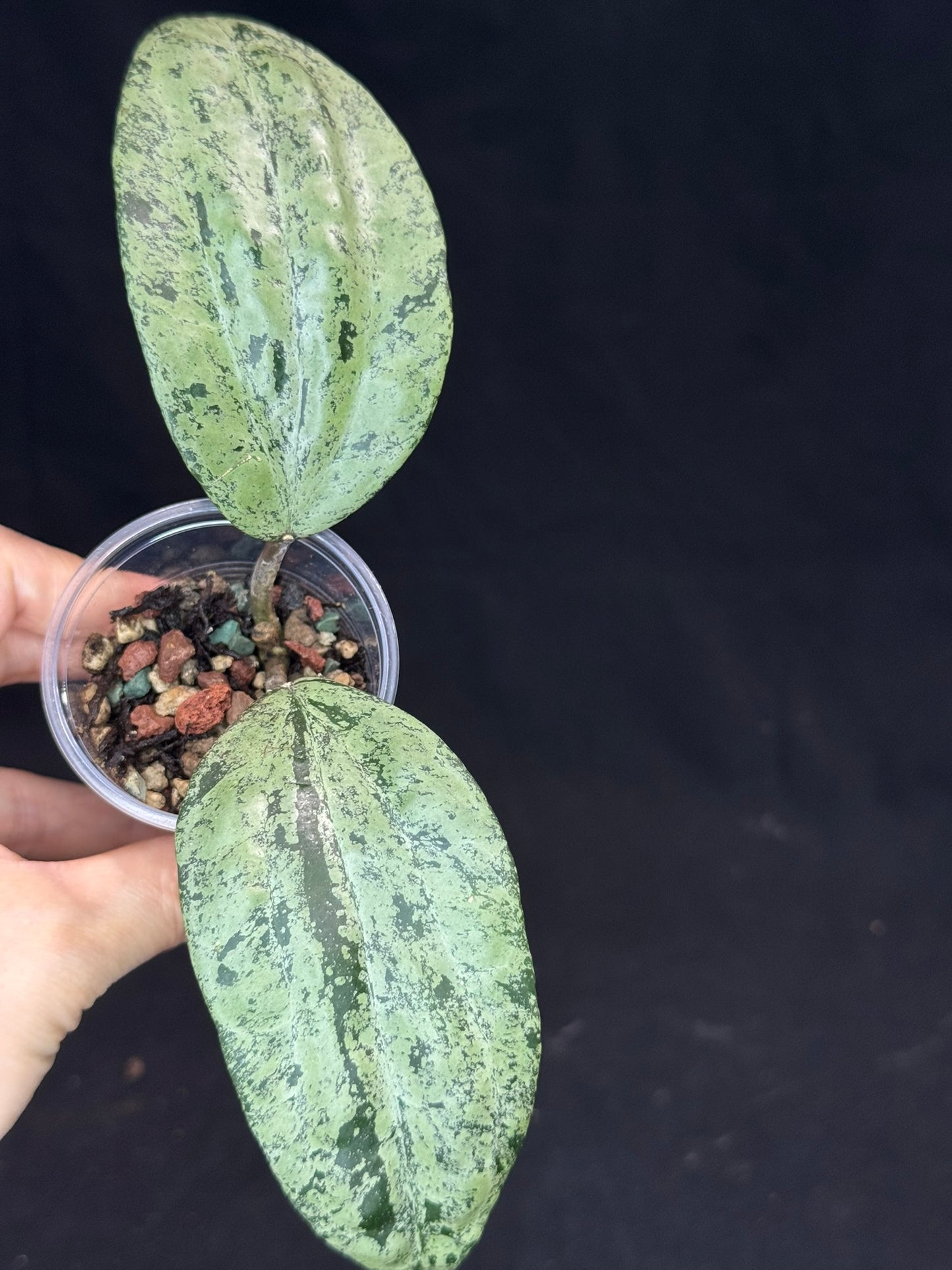 UNICORN🦄! Hoya latifolia ‘MRH’, nice silvery leaves, rare