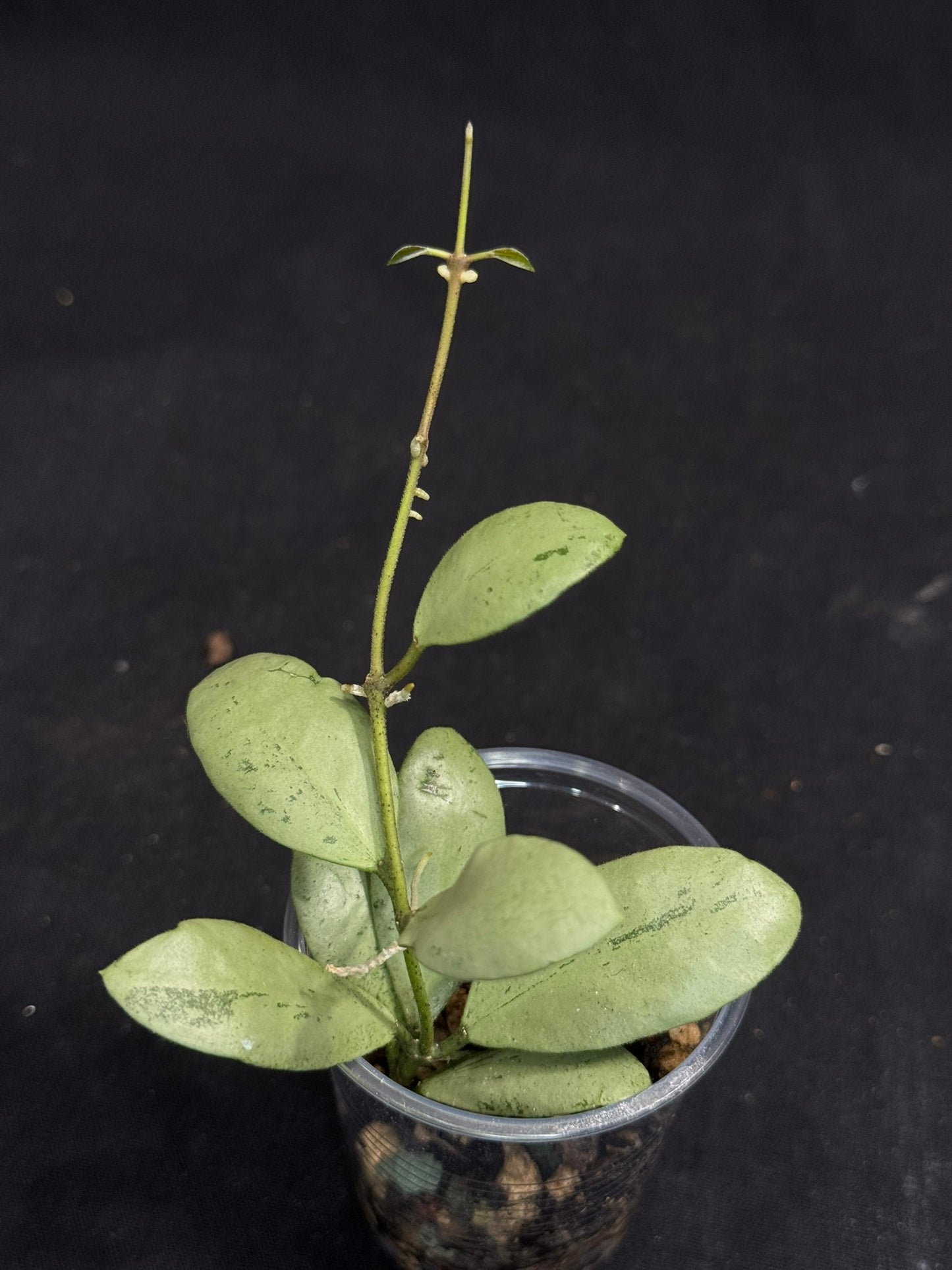 Hoya ets10 Silver, attracting small silver leaves, rare hoya