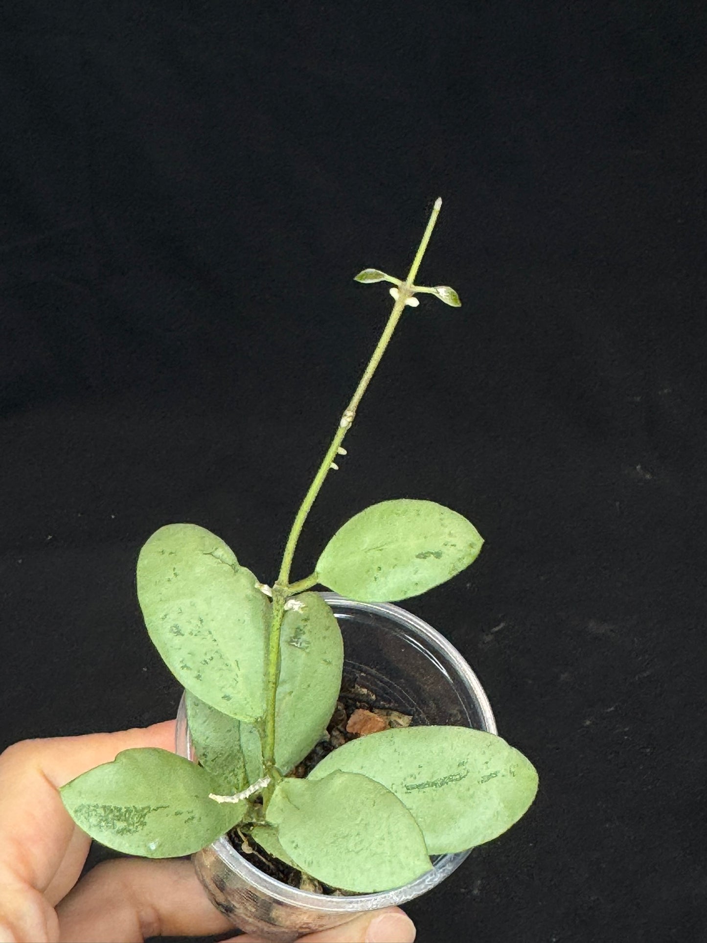 Hoya ets10 Silver, attracting small silver leaves, rare hoya