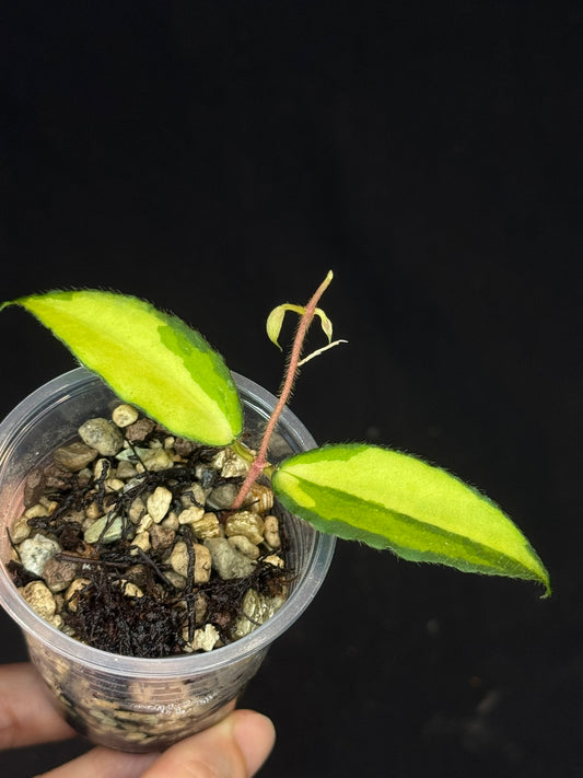 UNICORN🦄! Hoya caudata variegated, neon sunstressed variegation color, super rare (Upgrade Shipping is recommended)