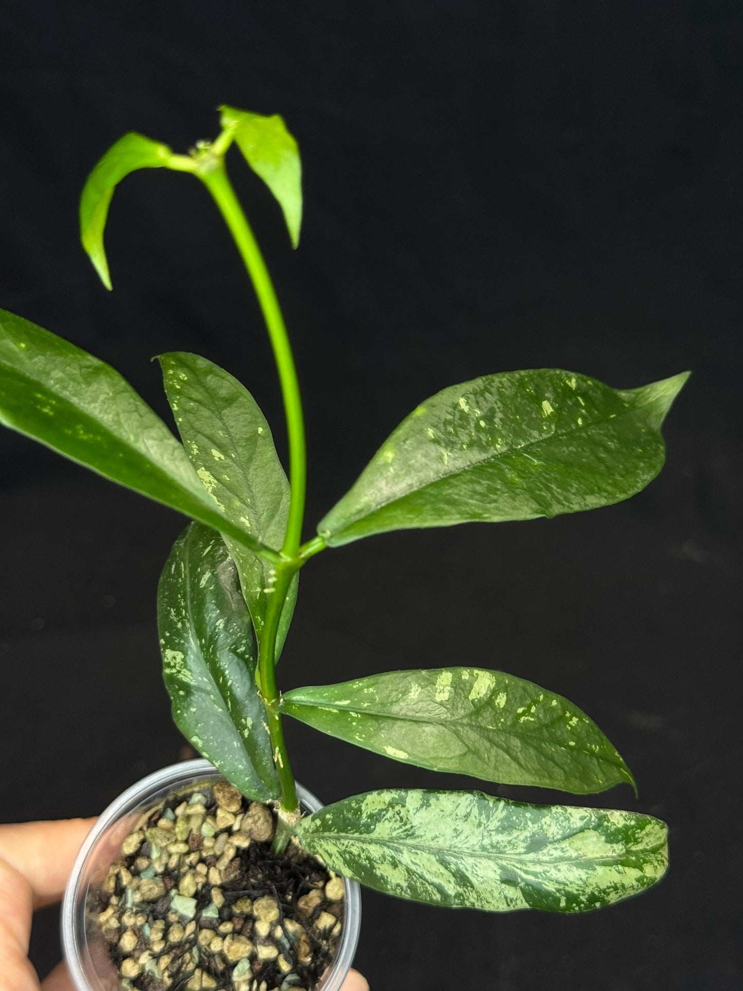 Hoya Lobbii silver/splash