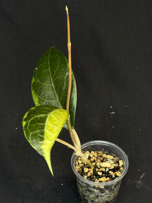 Hoya sp. Tanggamus albo-marginata, beautiful variegation