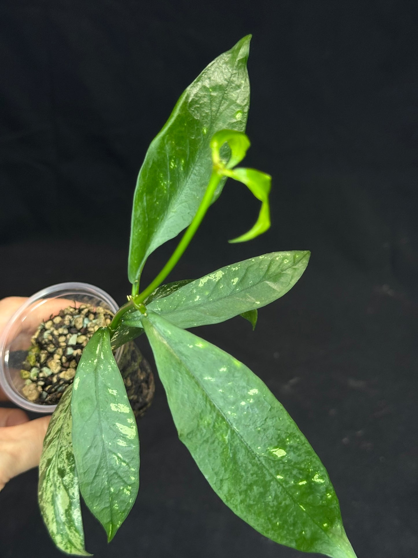 Hoya Lobbii silver/splash