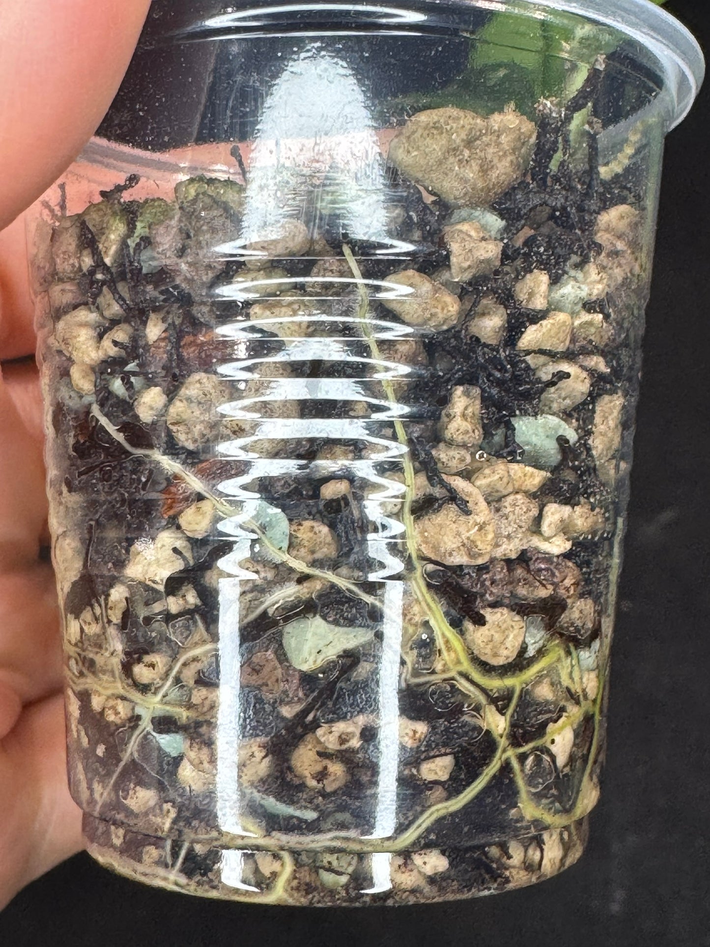 Hoya Lobbii silver/splash