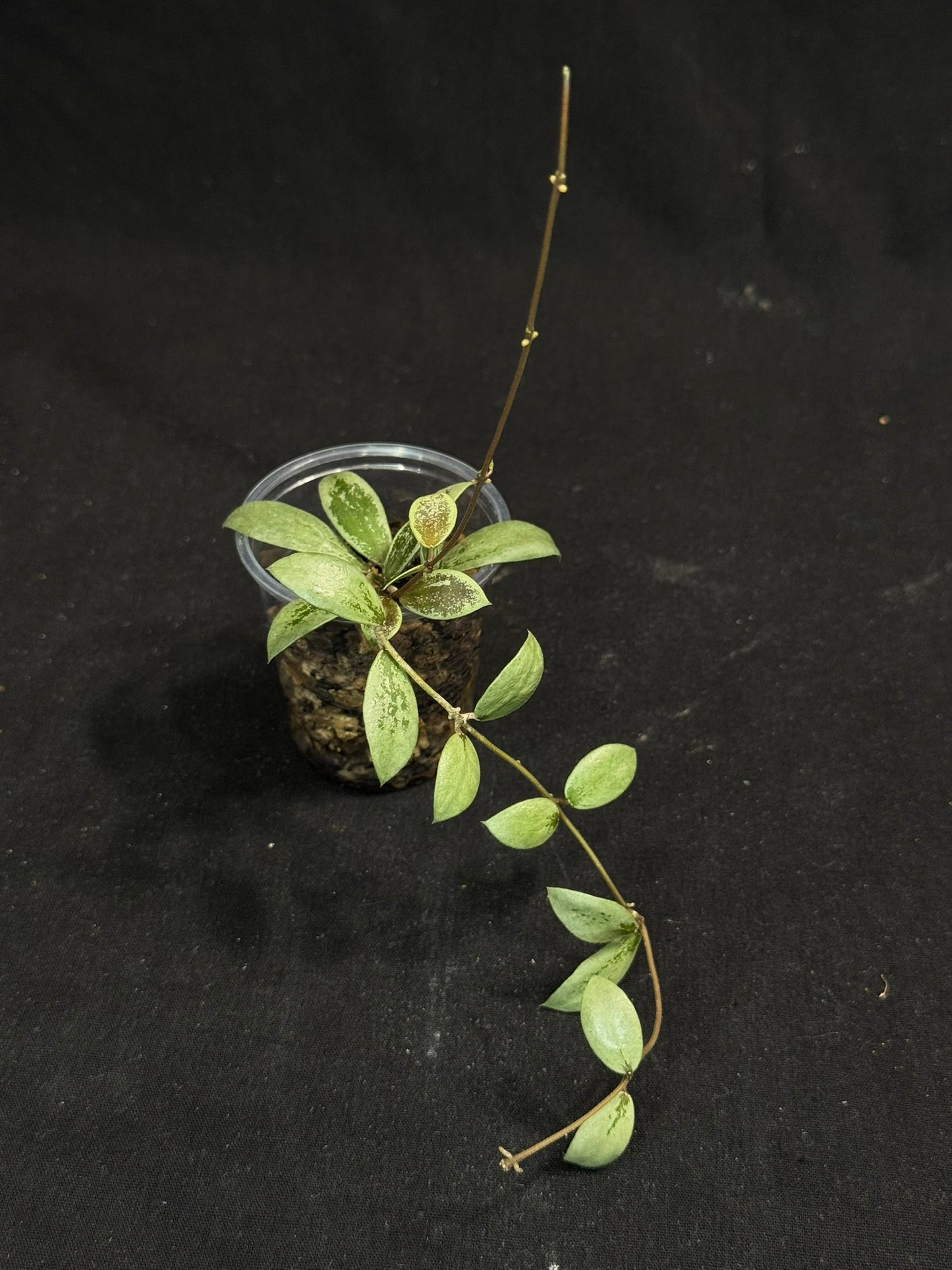 UNICORN🦄! Hoya sp Kalimantan Mini Coin silver, beautiful small leaves, rare