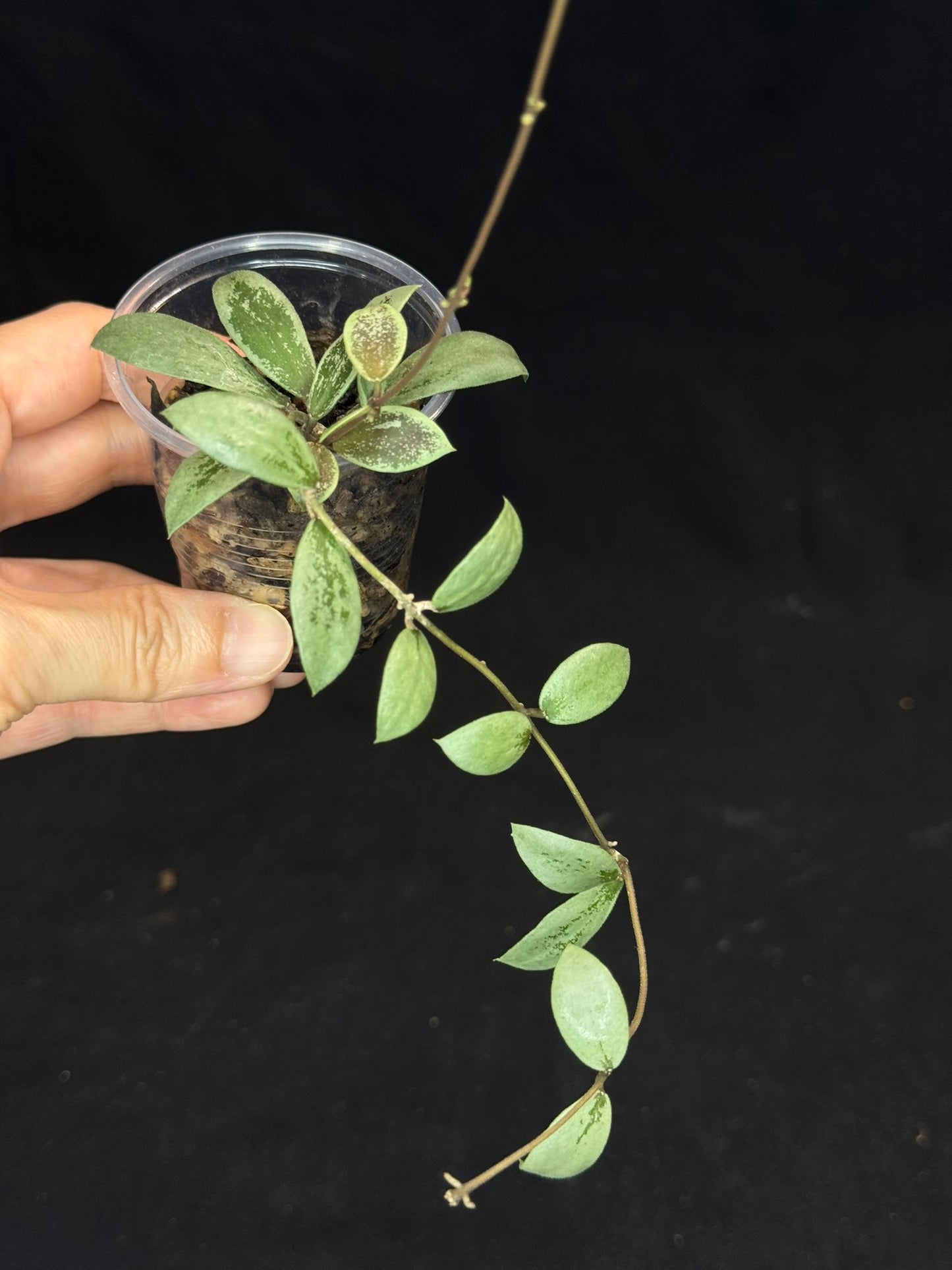 UNICORN🦄! Hoya sp Kalimantan Mini Coin silver, beautiful small leaves, rare