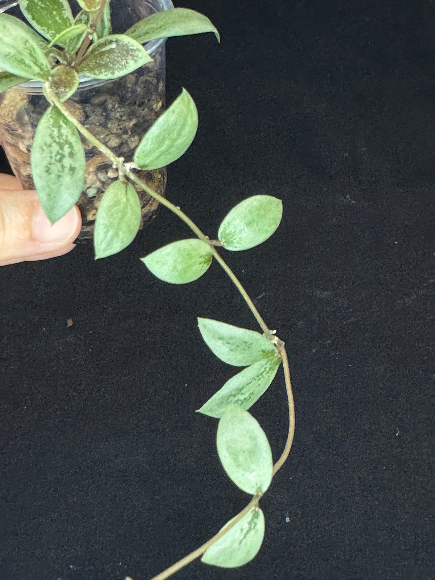 UNICORN🦄! Hoya sp Kalimantan Mini Coin silver, beautiful small leaves, rare