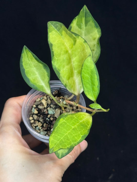 UNICORN🦄! Hoya elliptica variegated, attracting variegation, super rare (Upgrade Shipping is required)