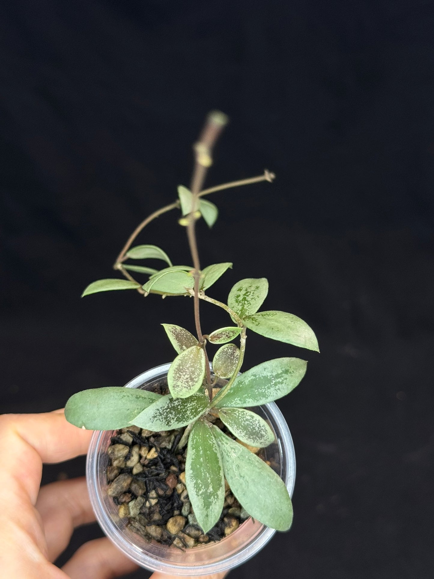 UNICORN🦄! Hoya sp Kalimantan Mini Coin silver, beautiful small leaves, rare
