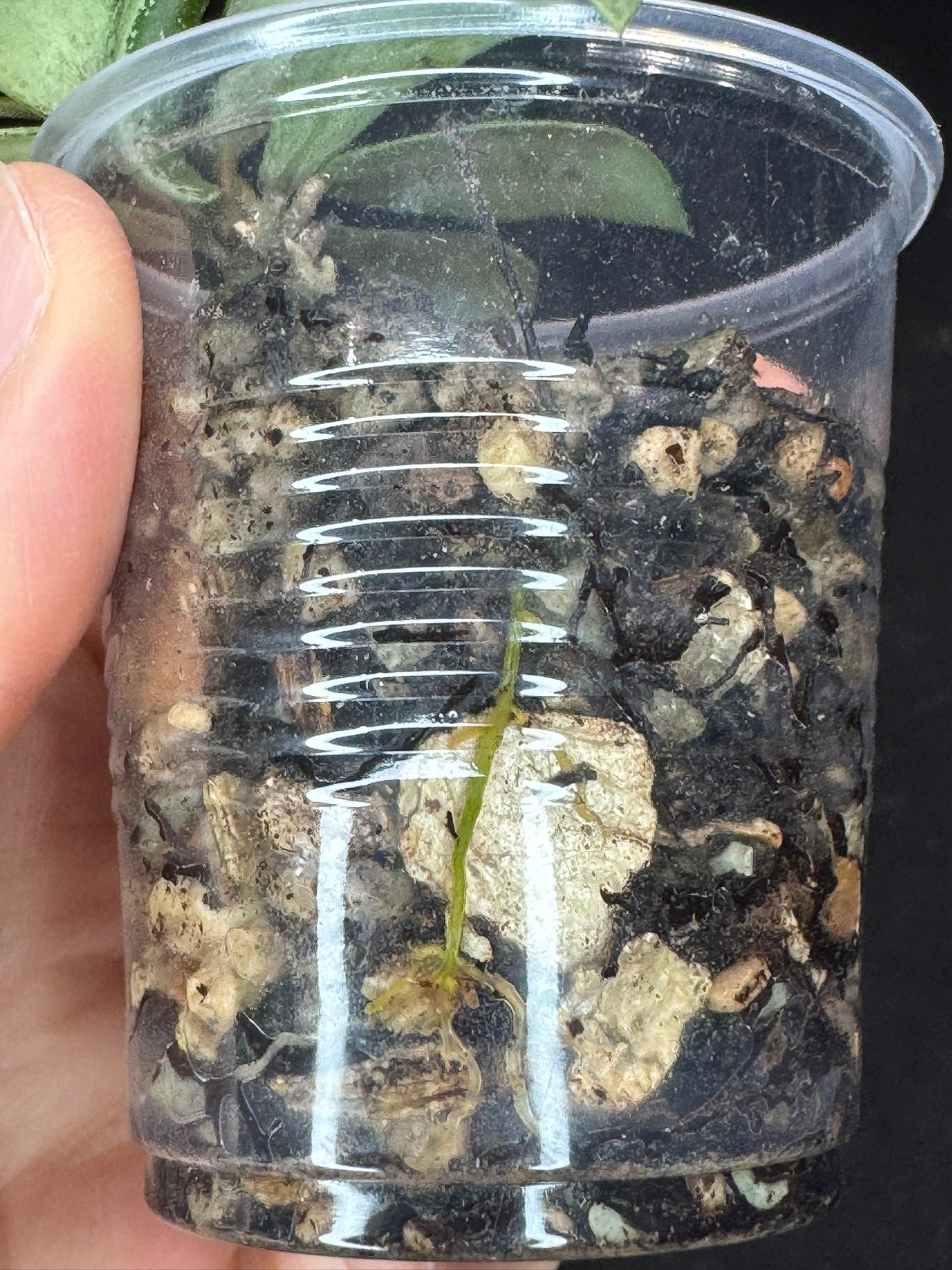 UNICORN🦄! Hoya sp Kalimantan Mini Coin silver, beautiful small leaves, rare