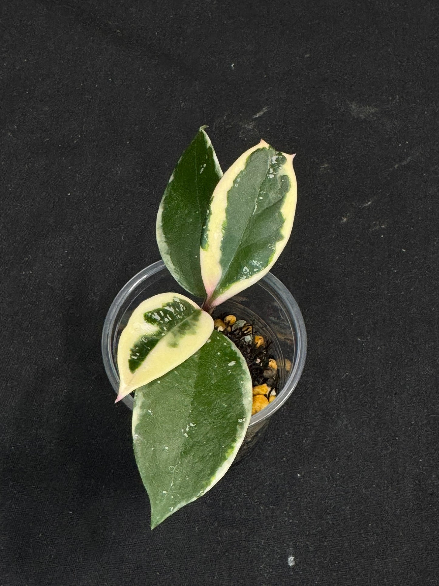 Hoya carnosa Krimson Queen splash, nice splashy leaves