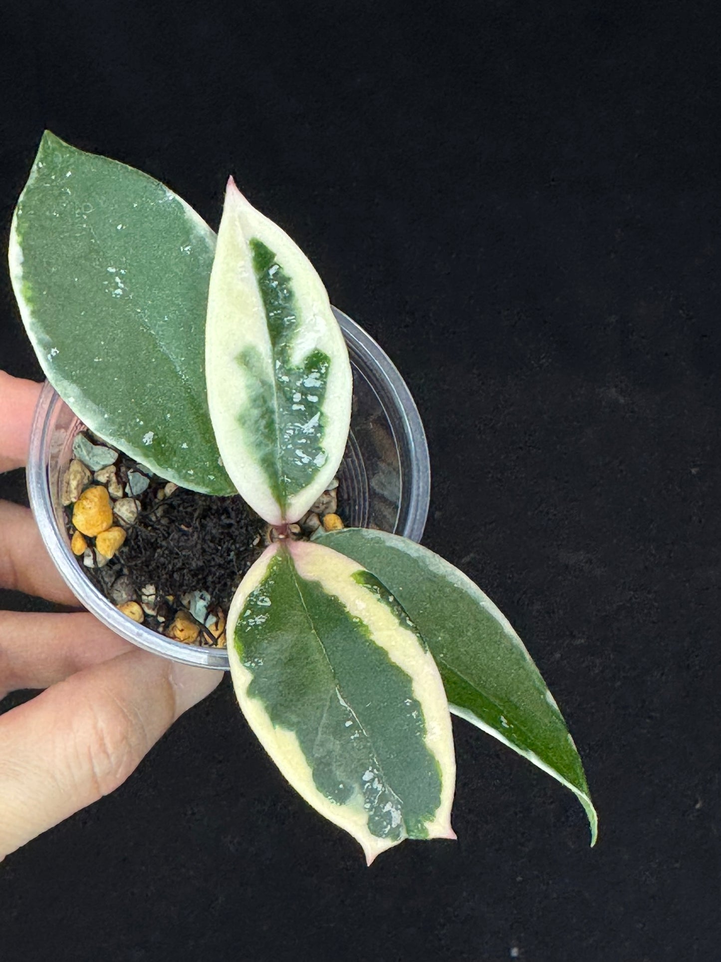 Hoya carnosa Krimson Queen splash, nice splashy leaves