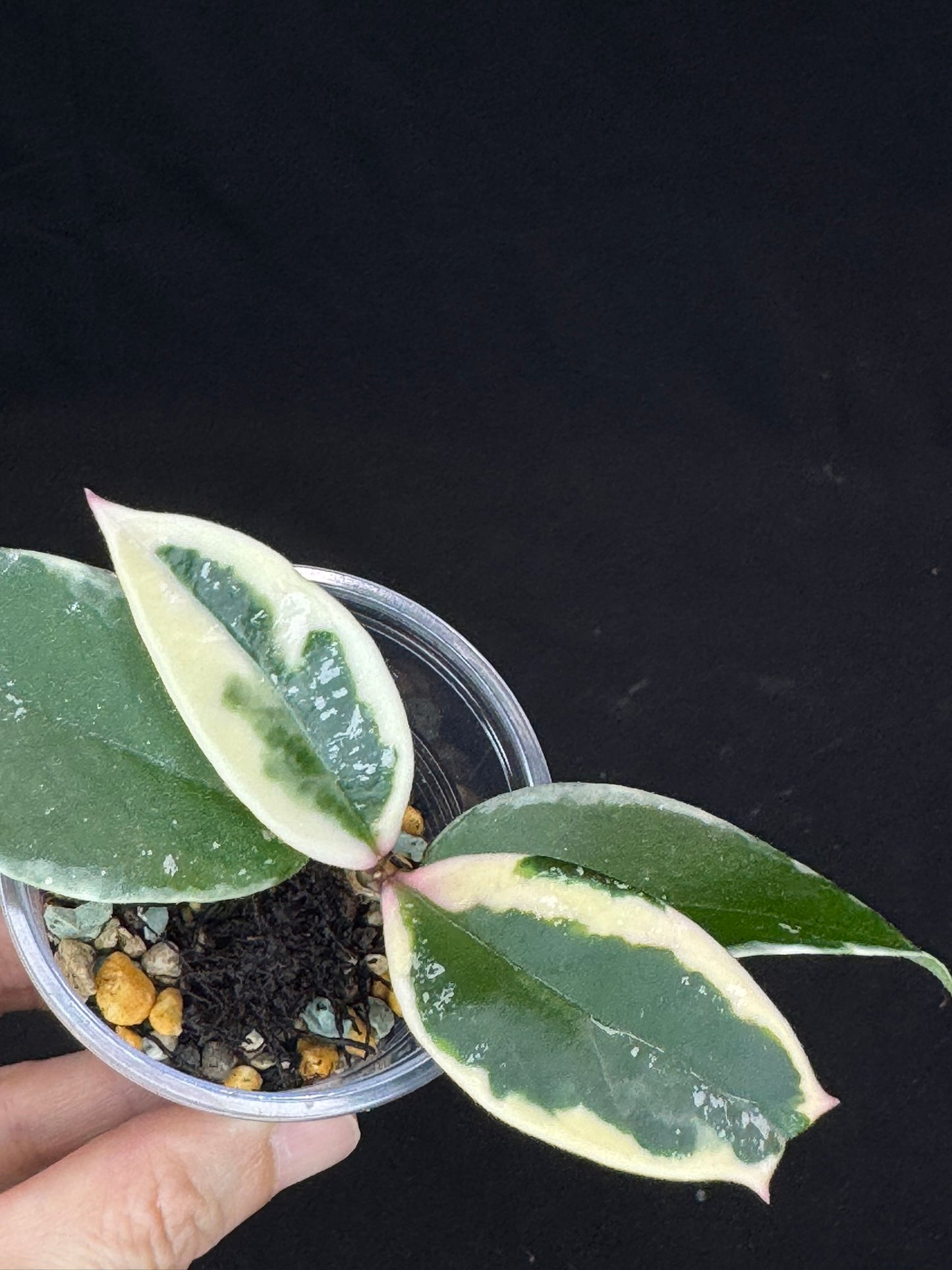 Hoya carnosa Krimson Queen splash, nice splashy leaves