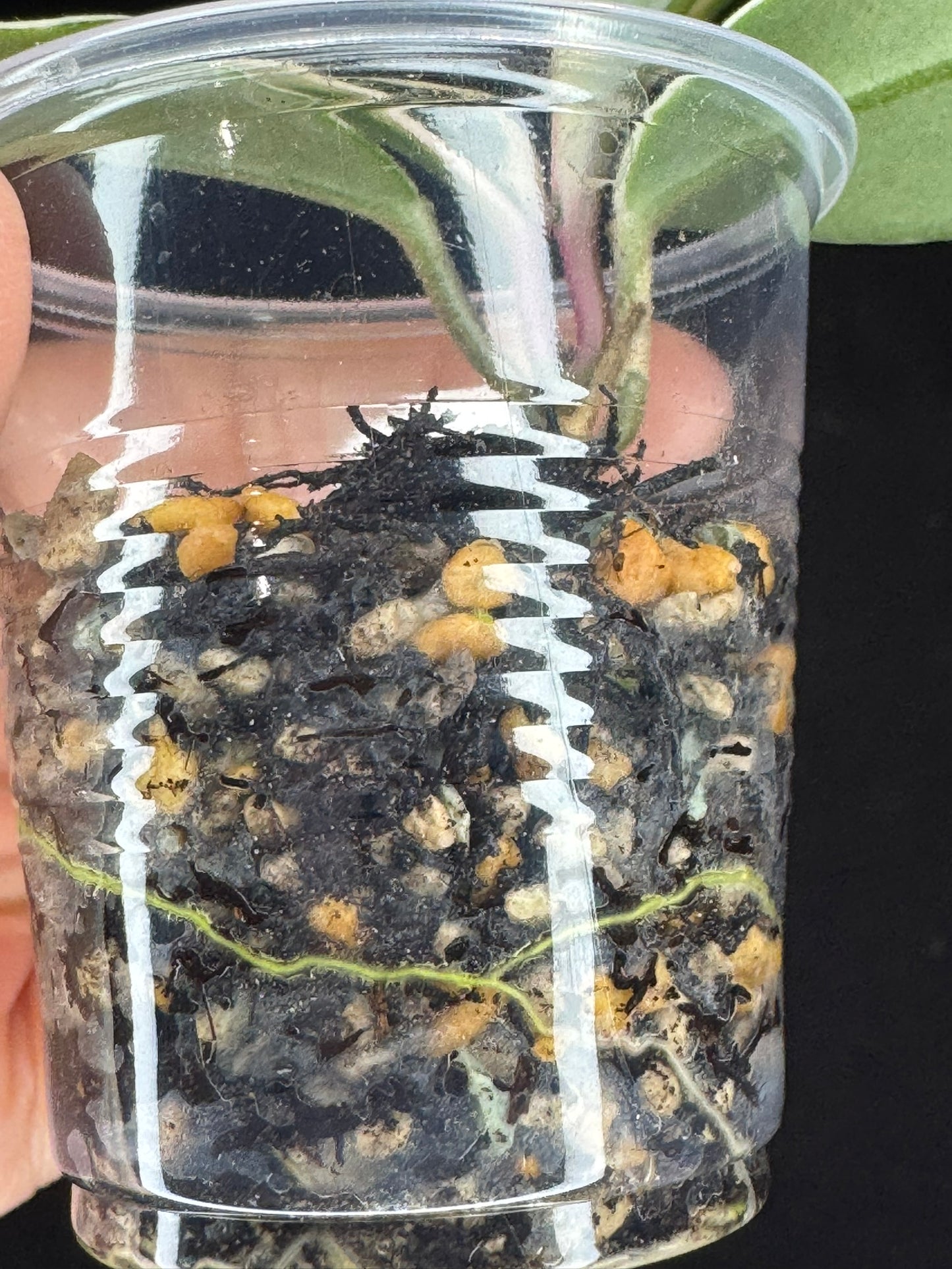 Hoya carnosa Krimson Queen splash, nice splashy leaves