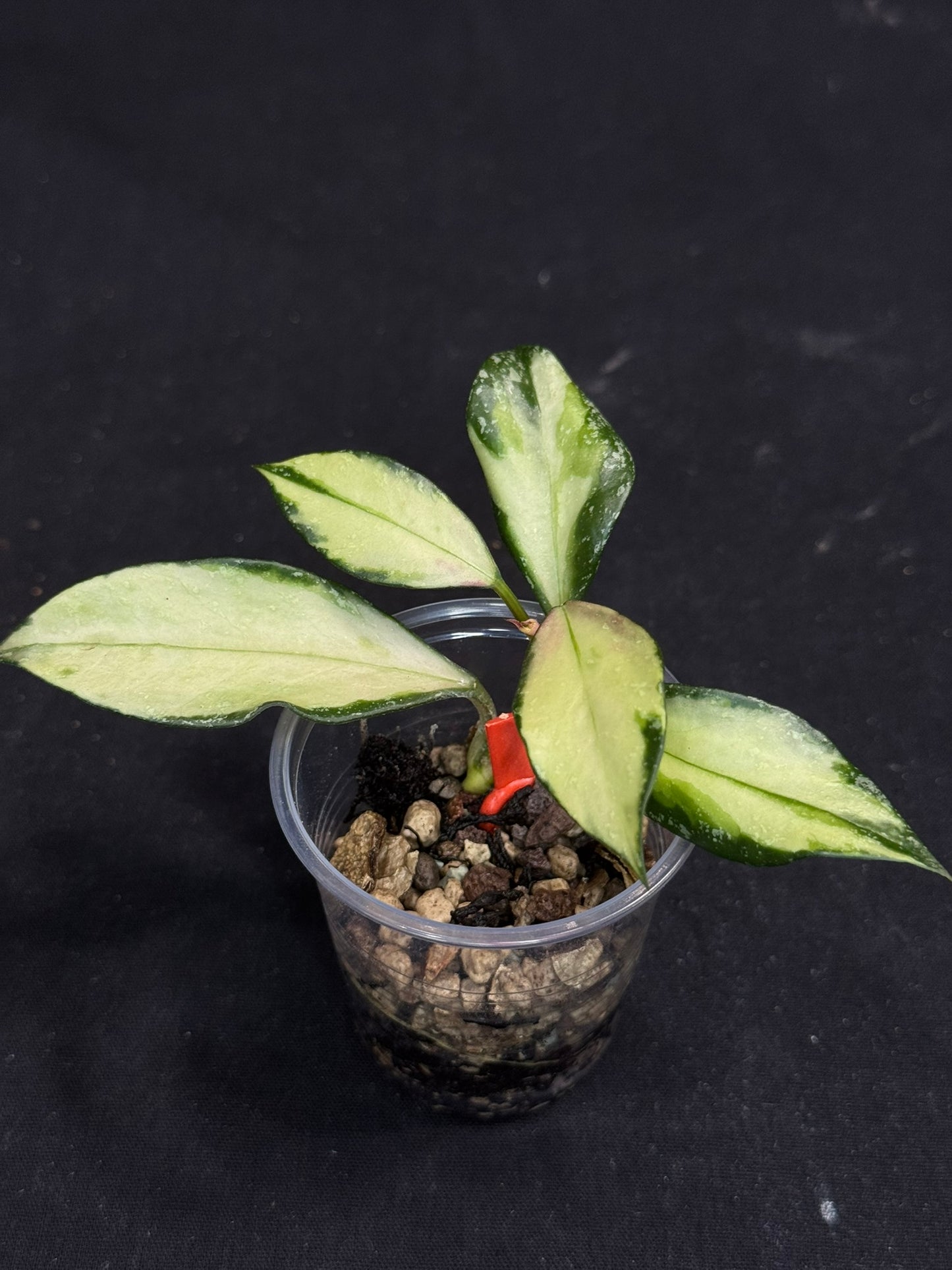 Hoya Nabawanensis variegated rooted, Beautiful Sun Stressed Hoya, splashy, rare