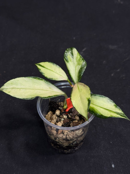 Hoya Nabawanensis variegated rooted, Beautiful Sun Stressed Hoya, splashy, rare