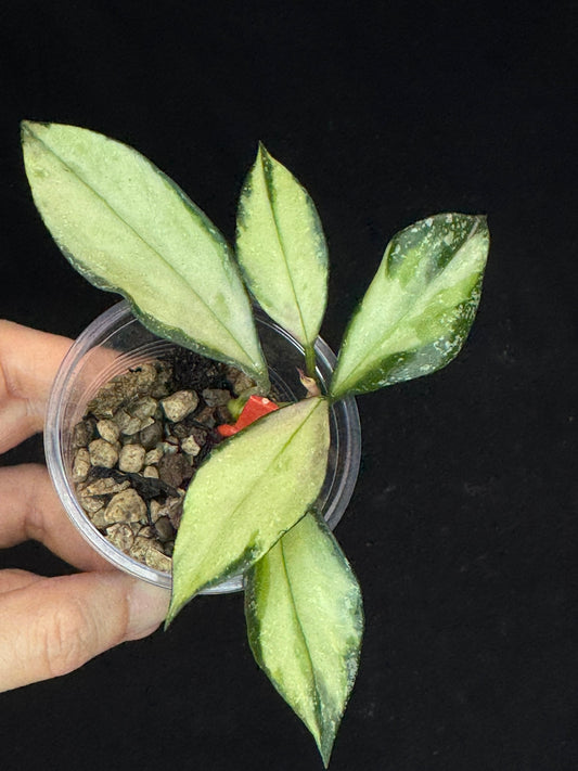 Hoya Nabawanensis variegated rooted, Beautiful Sun Stressed Hoya, splashy, rare