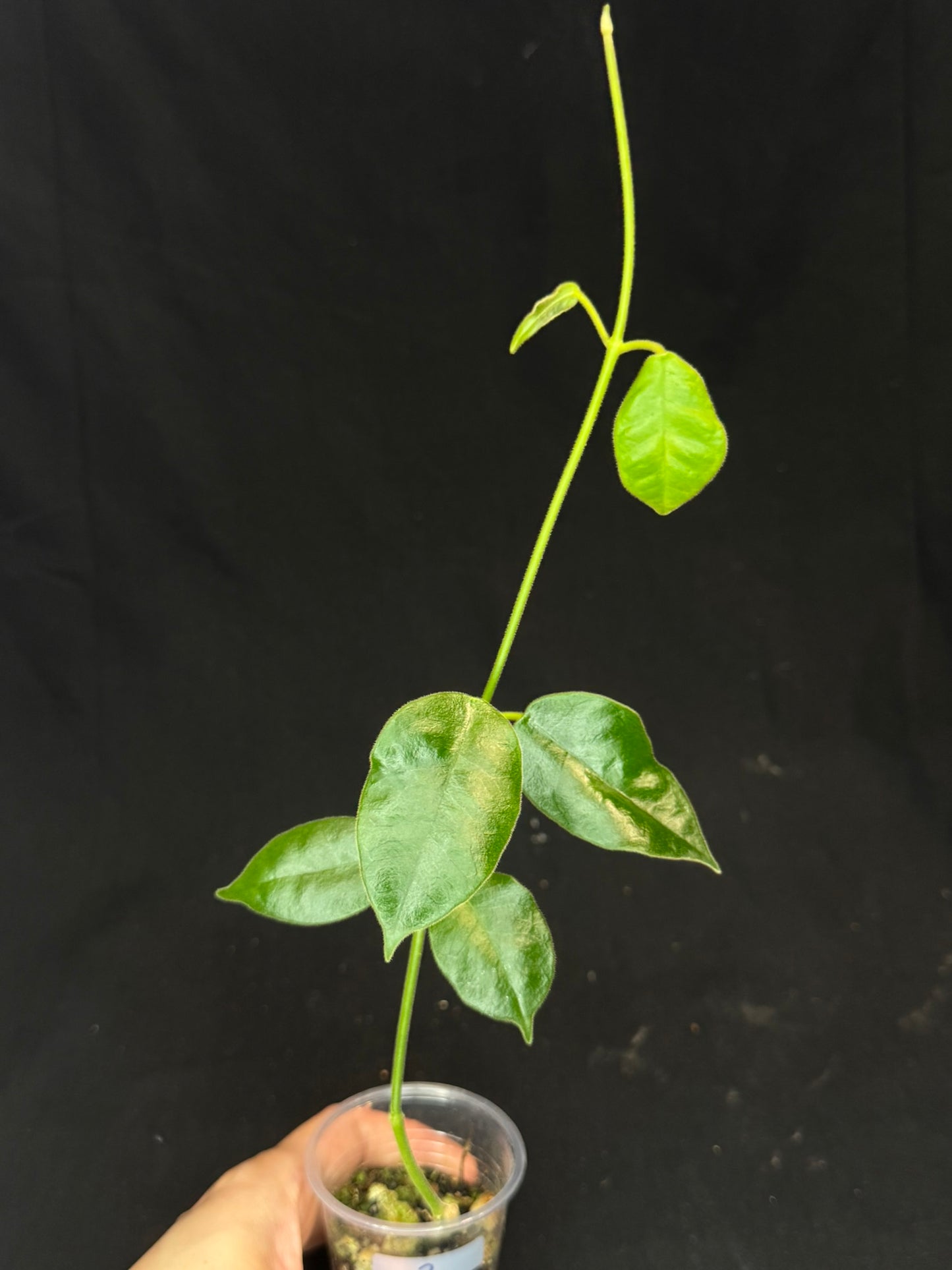 Hoya lauterbachii (Giant Wax Plant),fuzzy new leaves (#2)