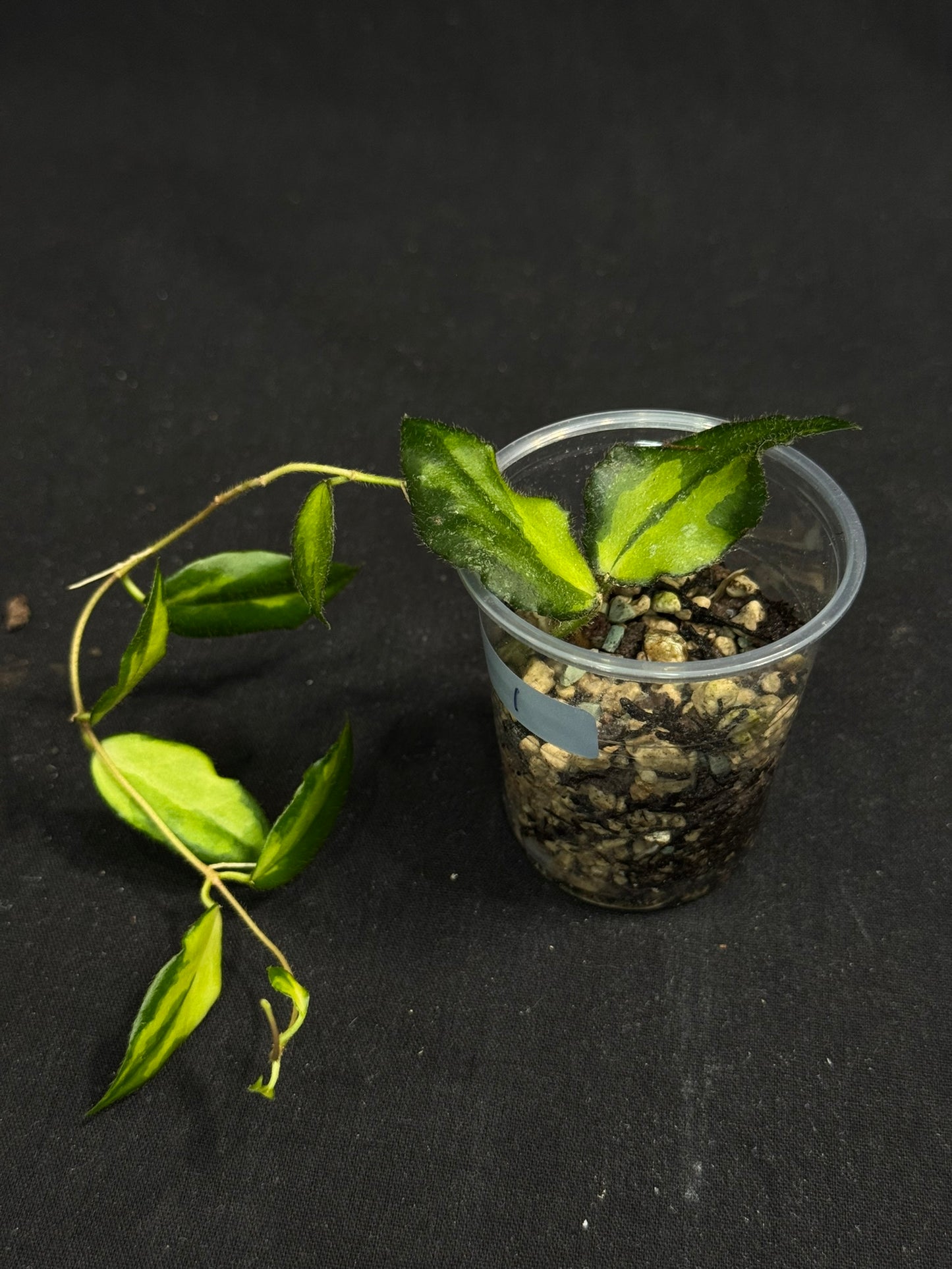 UNICORN🦄! Hoya caudata variegated (#1), neon sunstressed variegation color, super rare