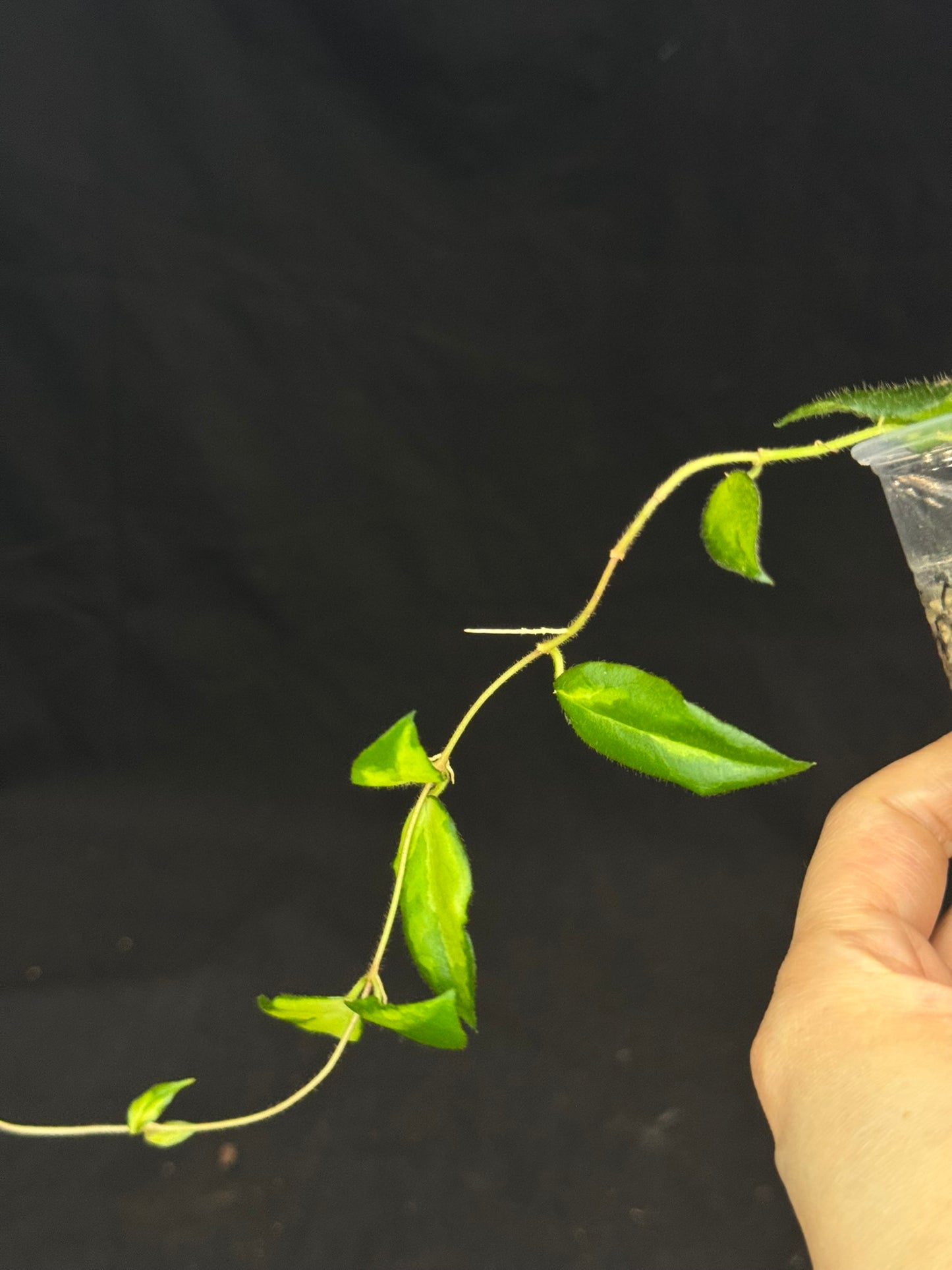 UNICORN🦄! Hoya caudata variegated (#1), neon sunstressed variegation color, super rare
