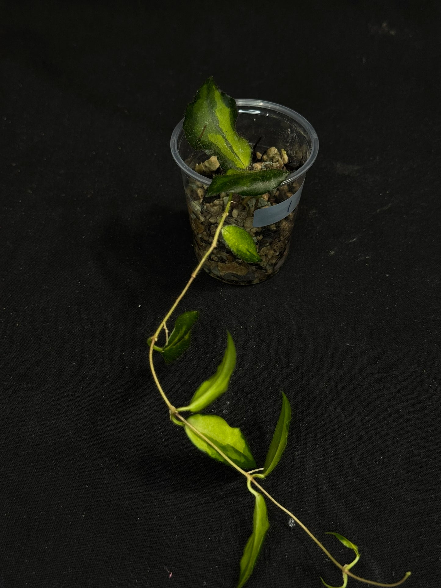 UNICORN🦄! Hoya caudata variegated (#1), neon sunstressed variegation color, super rare