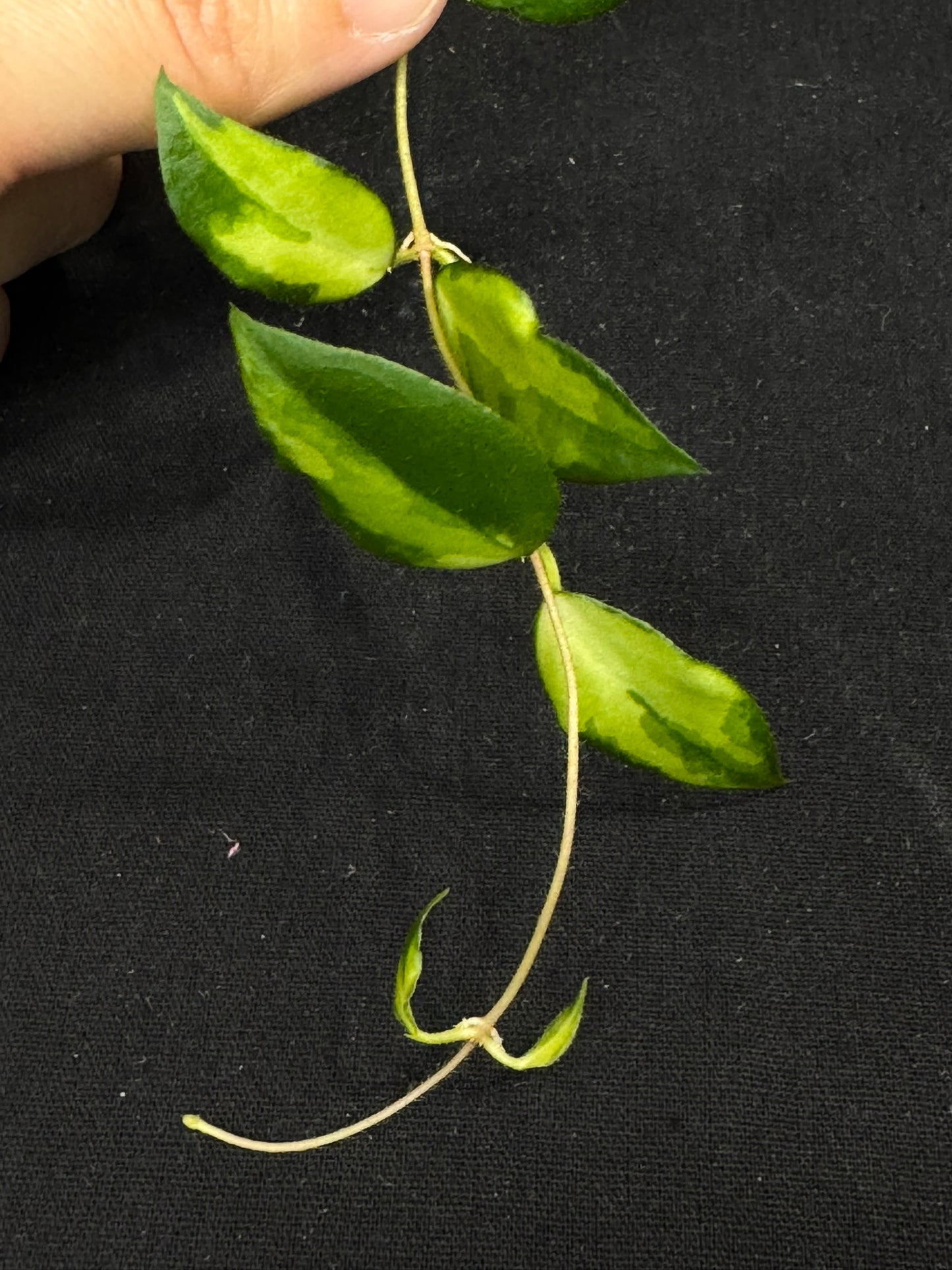UNICORN🦄! Hoya caudata variegated (#1), neon sunstressed variegation color, super rare