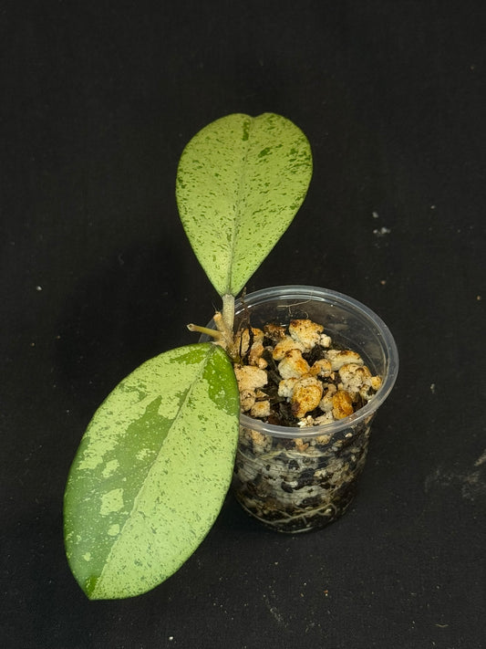 Hoya cv Meena (silver), nice silver leaves, rare