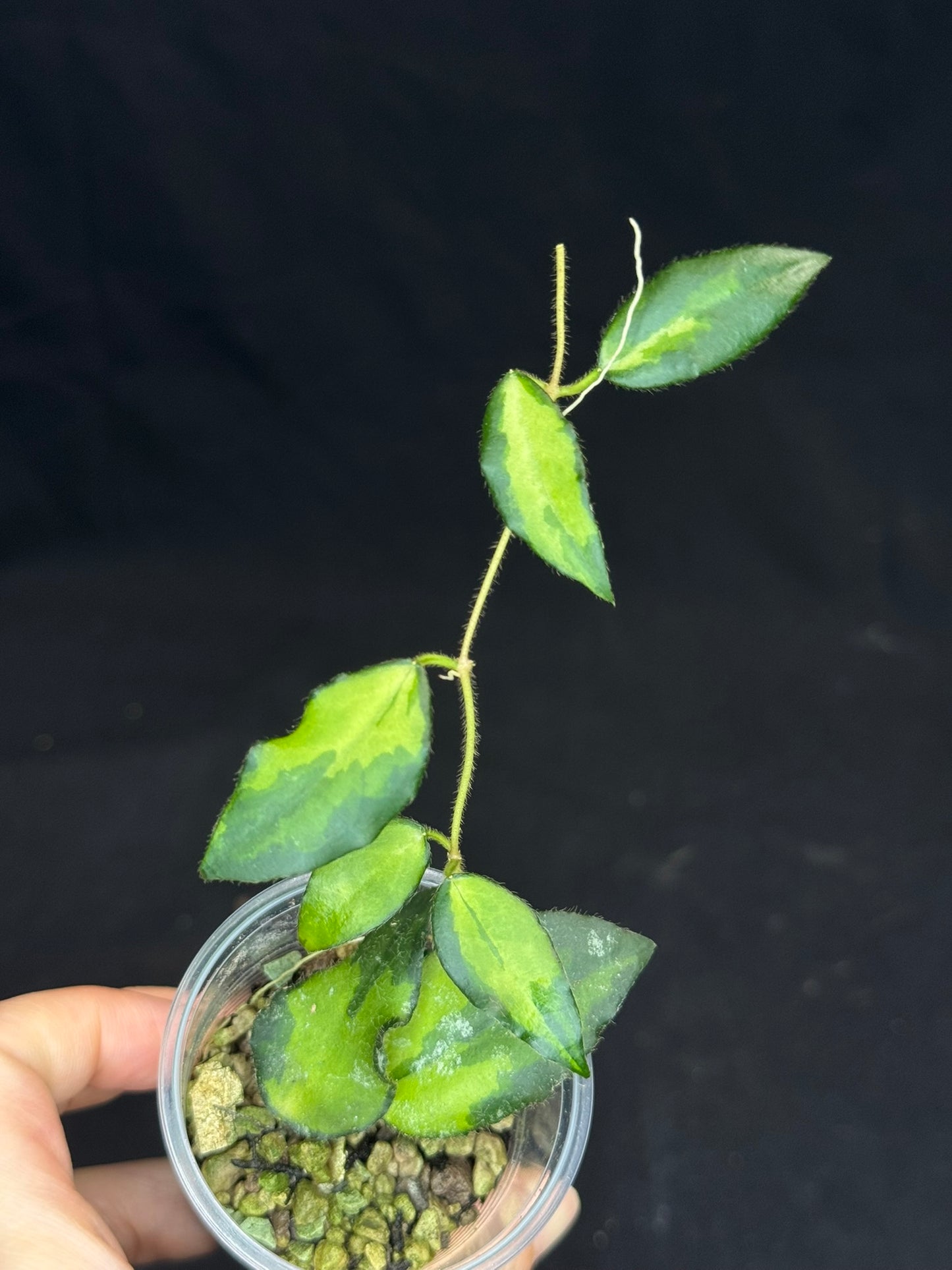 UNICORN🦄! Hoya caudata variegated (#2), neon sunstressed variegation color, super rare